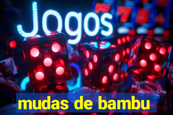 mudas de bambu